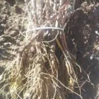 فروش نهال زرشک|خدمات باغبانی و درختکاری|مشهد, فرودگاه|دیوار