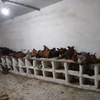 مرغ و خروس تخم گذار گلین