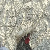 یک عدد خروس و ۳عدد مرغ تزیینی پورتلند اصل