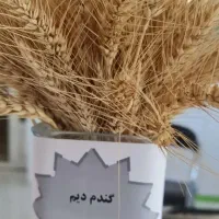 گندم بذر داس موجود  نخود موجود