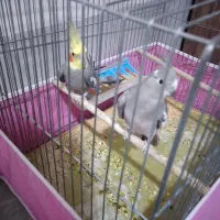 عروس هلندی و یگ جفت فنج