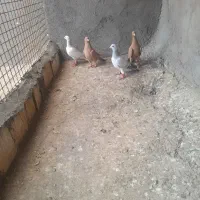 کبوتر|پرنده|تربت‌حیدریه, بالا ولایت|دیوار