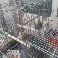 عروس هلندی.مرغ عشق،|پرنده|کرج, گلشهر|دیوار