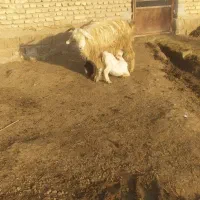 بز جوان با دو عدد بیگ نر وماده|حیوانات مزرعه|شوش, |دیوار