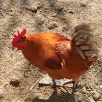 اردک خروس غاز