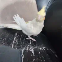 ۲تا عروس هلندی ۲ماه ونیم و ۱عروس هلندی ۴ماهه|پرنده|رباطکریم, رباطکریم|دیوار