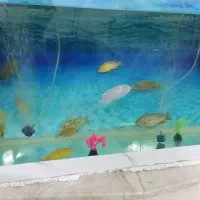 14عدد ماهی گوشتخوار|ماهی|یزد, |دیوار