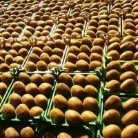 خرید کیوی تالش و حومه با قیمت روز