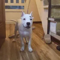 دوگو آرژانتینو|سگ|سمنان, |دیوار