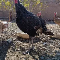 تعدادی بوقلمون بوربون و برنز|حیوانات مزرعه|بوکان, |دیوار