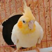 عروس هلندی  بالغ ماده  نژاد لوتینو