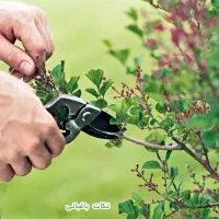 باغبانی  سمپاشی  گل کاری آبیاری