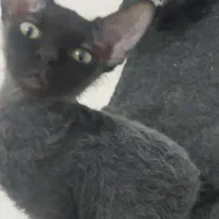 گربه اسفینکس مشکی