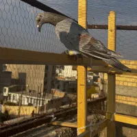 کبوتر هفترنگ خطی ماده|پرنده|تاکستان, |دیوار