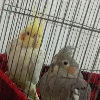 عروس هلندی