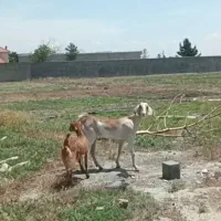 ۲عدد بز