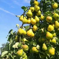 نهالستان سبز پیشرو در تولید نهالهای پیوندی|خدمات باغبانی و درختکاری|مرودشت, بهارستان|دیوار