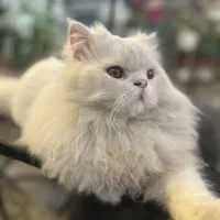 گربه پرشین نر عقیم شده یکسال