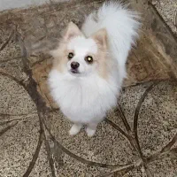 سگ پامرانین