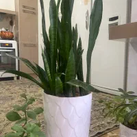 گل طبیعی با گلدون سرامیکی