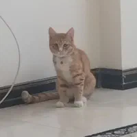 واگذاری کربه خانگی ۵ماهه