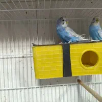 انواع مرغ عشق|پرنده|شیراز, گل سرخ|دیوار