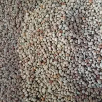 لوبیا جیرفتی یامحلی قیمت مناسب