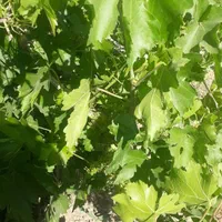 باغ انگور کنار جاده اصلی|فروش زمین و ملک کلنگی|ملایر, |دیوار