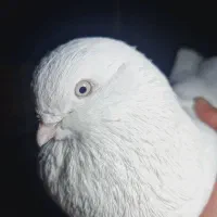 تهرونی چشم سفید|پرنده|فارسان, |دیوار