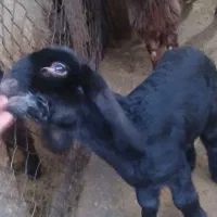 بره شیری ۱۵روزه نر درجه یک