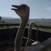 گوشت جوجه شتر مرغ