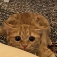 فروش  ۲ عدد گربه خانگی|گربه|تبریز, |دیوار