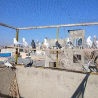 کبوتر|پرنده|هشتگرد, شهرک راه آهن|دیوار