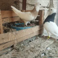 کبوتر طوقی|پرنده|بندر گناوه, |دیوار