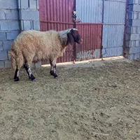 بره قوچ صدامی اصیل یک ساله|حیوانات مزرعه|گیلان غرب, |دیوار