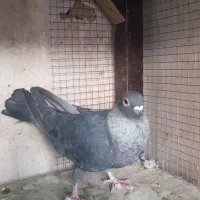 کبوتر|پرنده|فولادشهر, مسکن مهر فولادشهر|دیوار