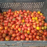 گوجه گیلاسی