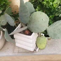 کاکتوس  همراه با گلدون چینی فقط ۲۰۰