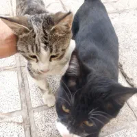 واگذاری رایگان بچه گربه|گربه|مشهد, شهید شهریاری|دیوار