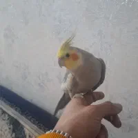 یک جفت عروس هلندی