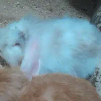 خرگوش لپی ماده