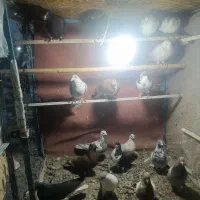 کفتر|پرنده|اقبالیه, |دیوار