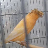 قناری سهره مرغ عشق فنج