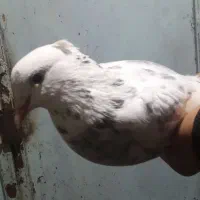 3 تا کبوتر خوب