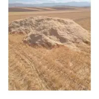 کاه دیم گندم