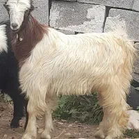 ۳عدد کهره نر