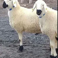 فروش گوسفند زنده اسلام شهر شبانه روزی قصاب رایگان