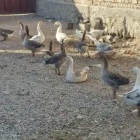 تعداد ۲۰عدد قاز (غاز)