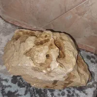 سنگ آکواریوم|ماهی|دماوند, دماوند|دیوار