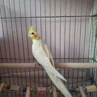 عروس هلندی لوتینو نر و ماده